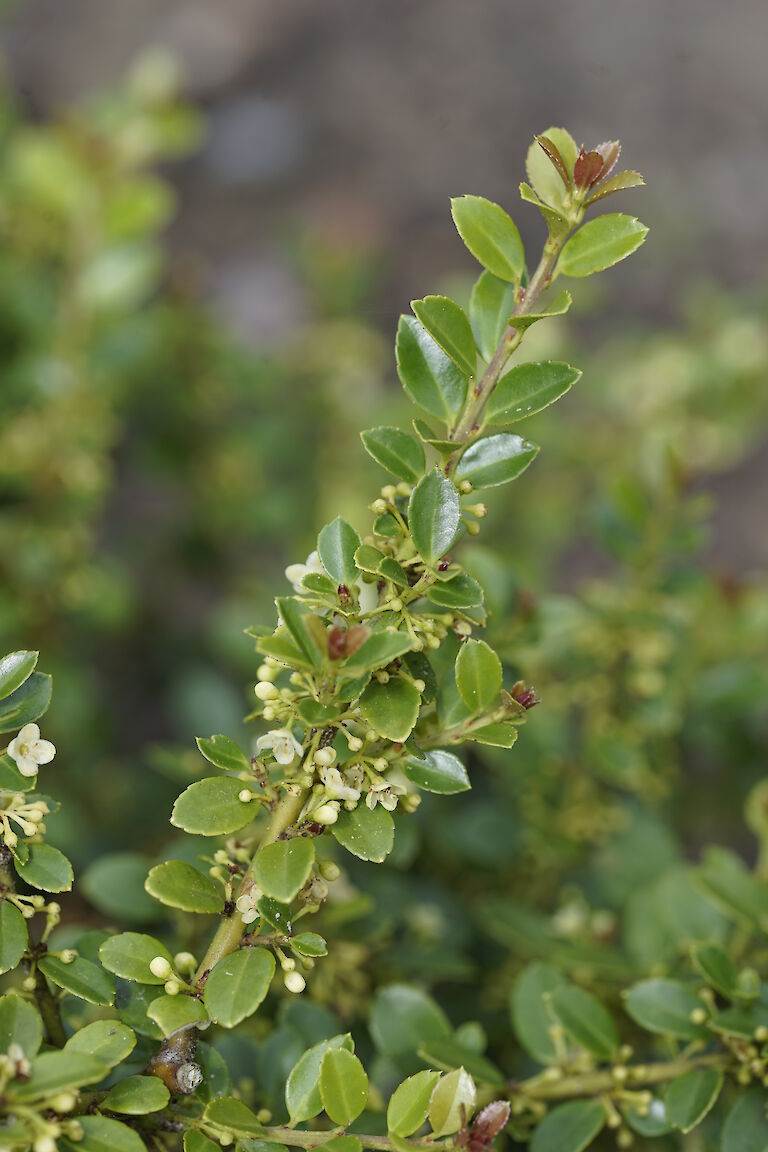 Ilex crenata Shogun