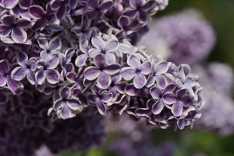 Syringa vulgaris Sensation