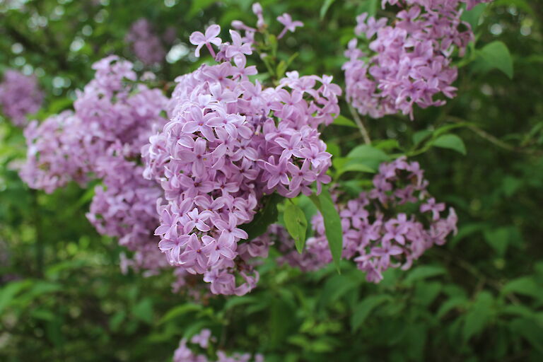 Syringa