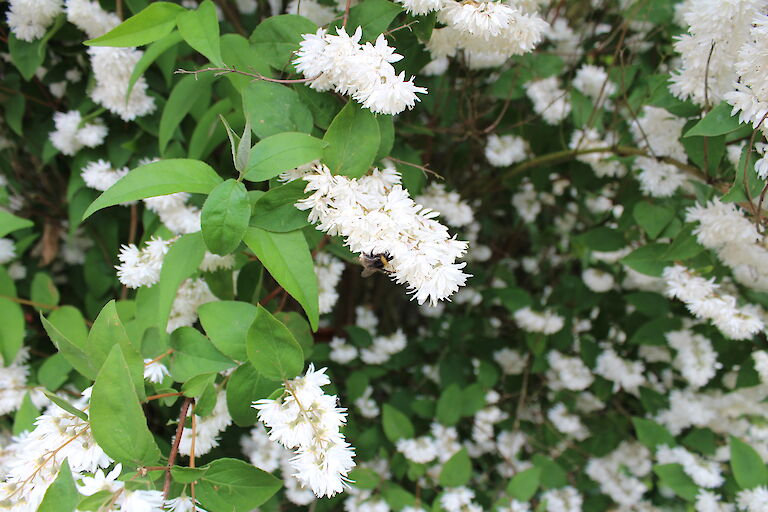 Philadelphus 'Schneesturm'