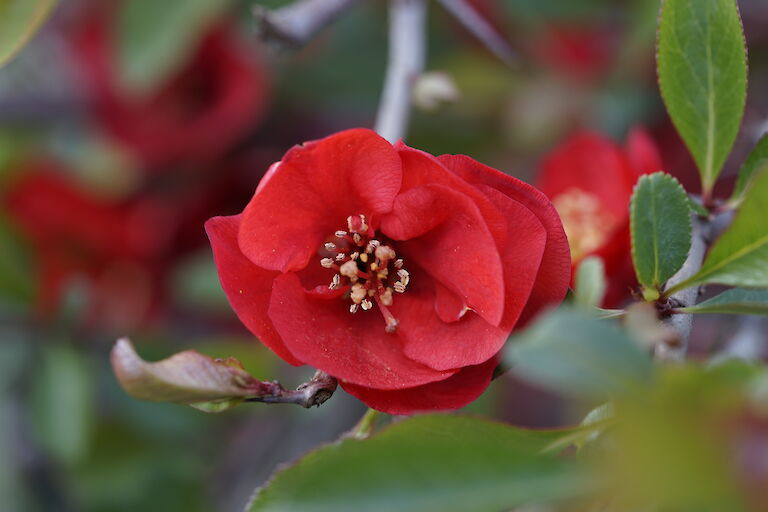 Chaenomeles japonica