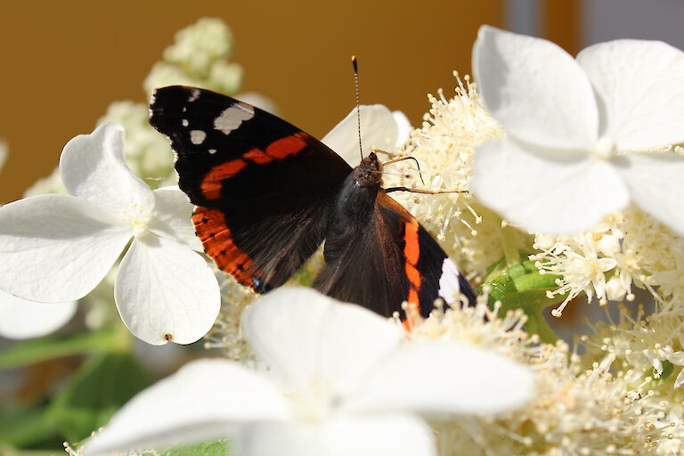 Hydrangea paniculata 'Butterfly' Insekt