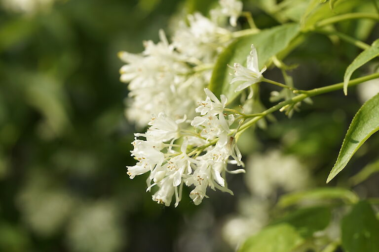 Staphylea colchica