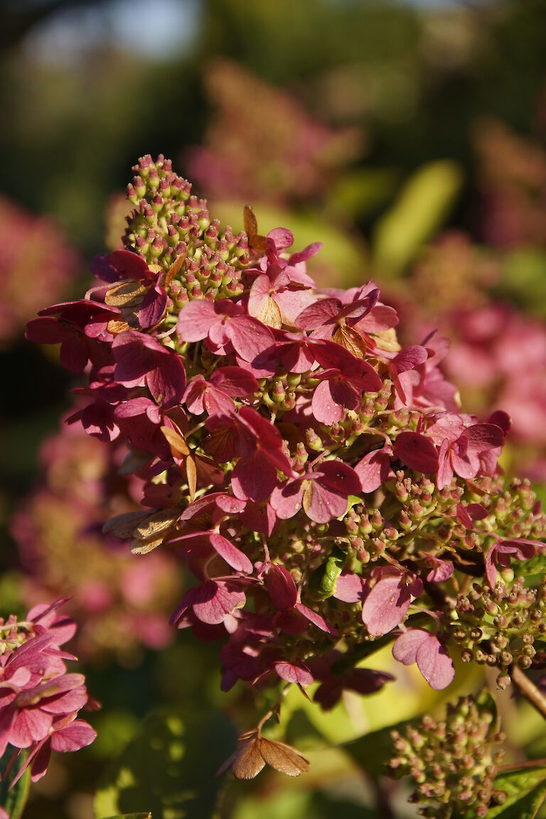 Hydrangea paniculata 'Pinky-Winky'