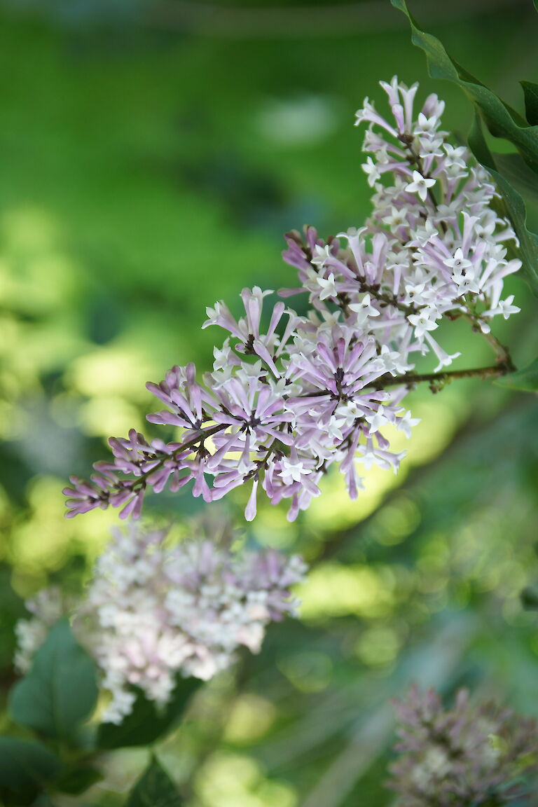 Syringa patula 'Miss Kim'