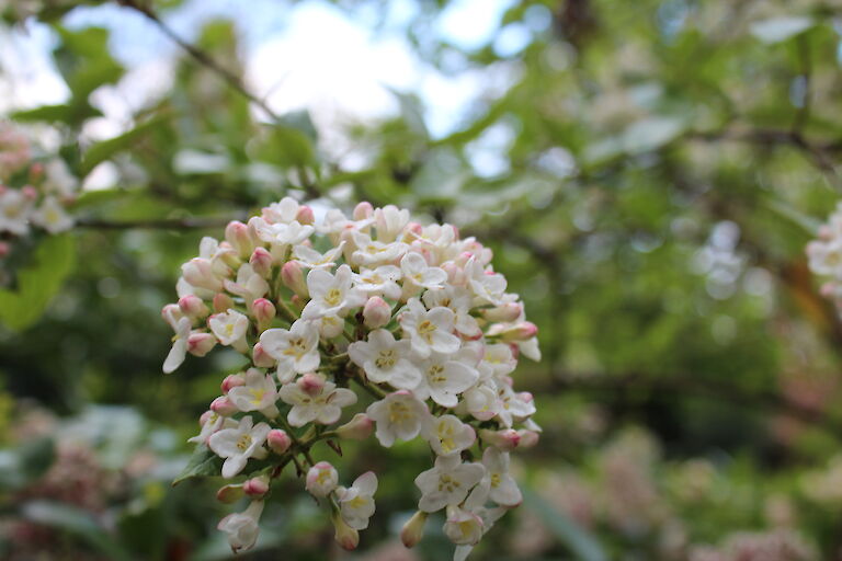 Viburnum 'Eskimo'