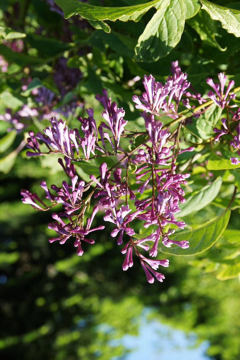 Syringa prestoniae 'Nike'