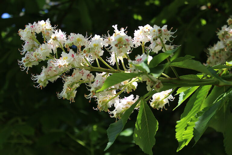 Aesculus parviflora