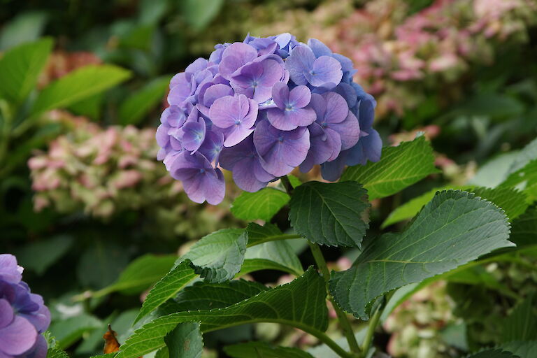 Hydrangea macrophylla 'Forever Blue'