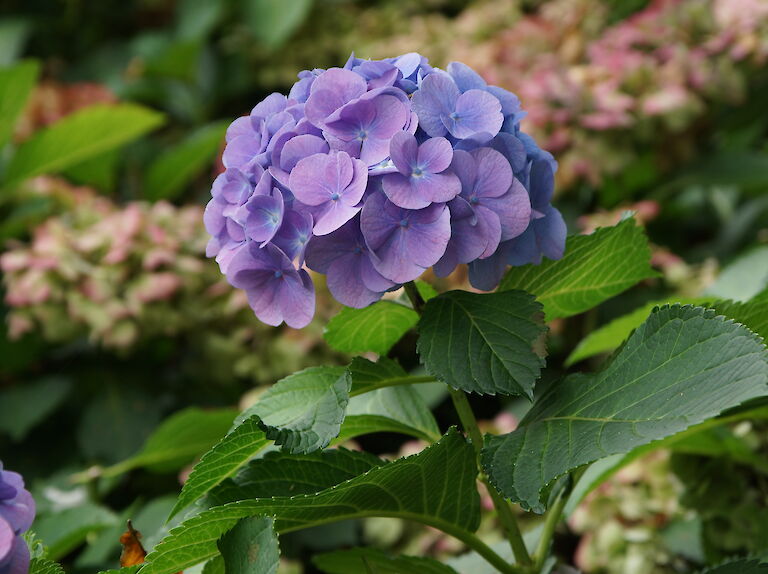 Hydrangea macrophylla 'Forever Blue'