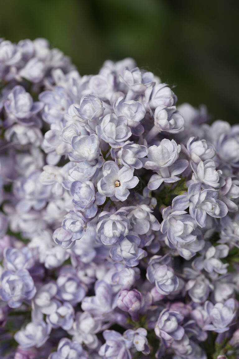 Syringa vulgaris Katharina Havemeyer