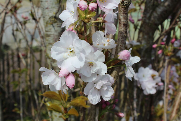 Prunus serrulata 'Amanogawa'