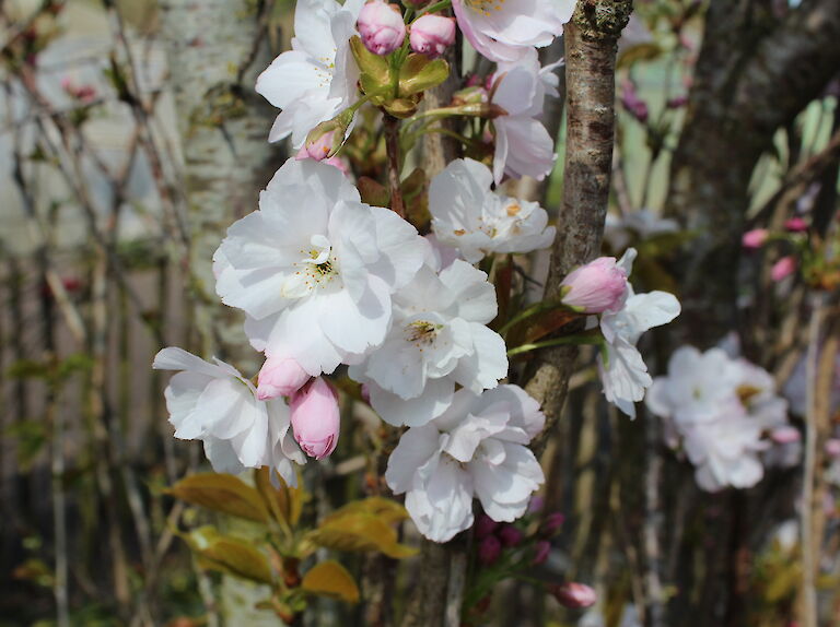 Prunus serrulata 'Amanogawa'