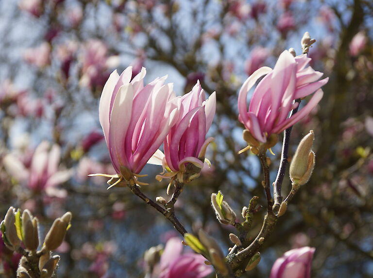 Magnolia stellata pink
