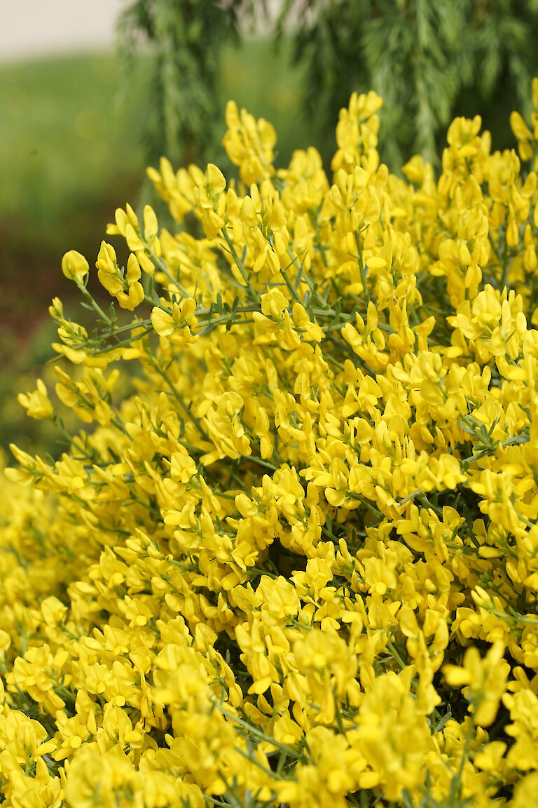 Cytisus