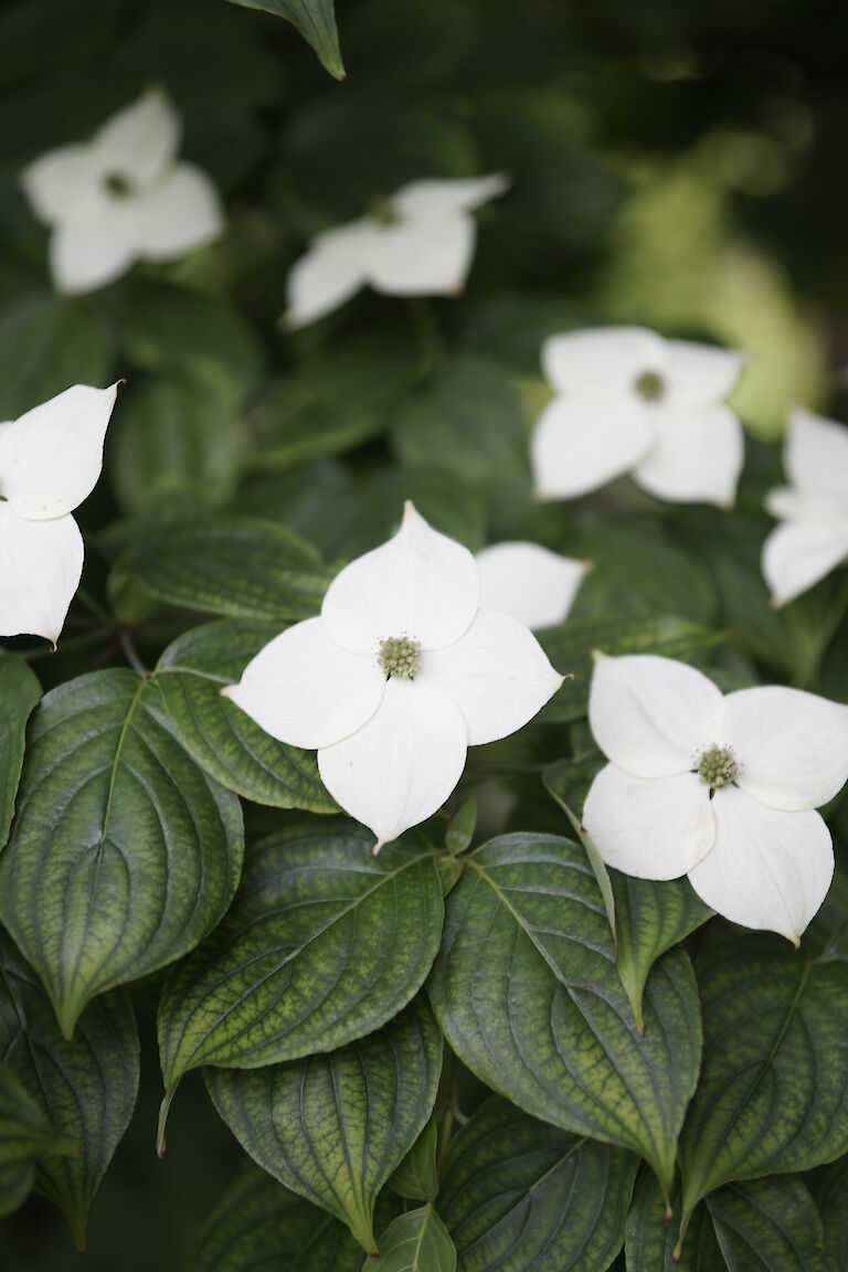 Cornus kousa 'Japanischer Blumenhartriegel'