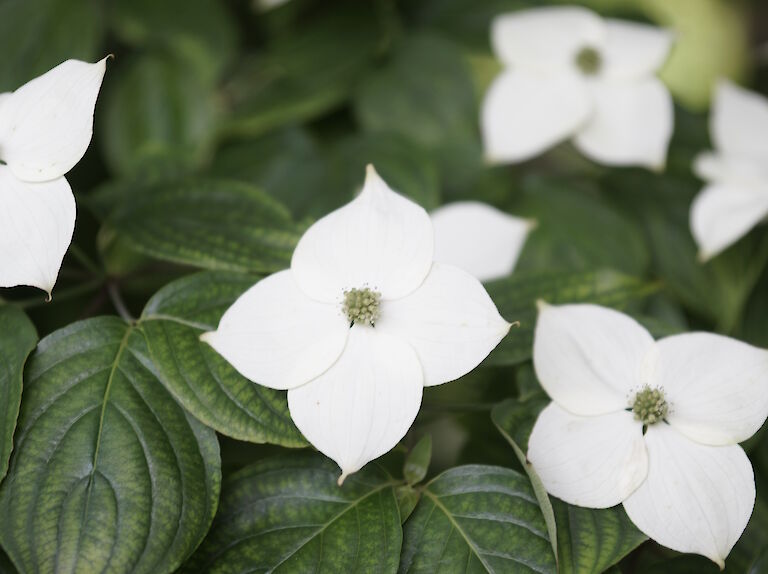 Cornus kousa 'Japanischer Blumenhartriegel'