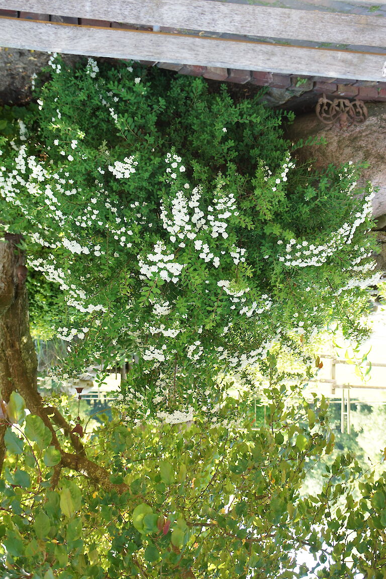 Spiraea arguta