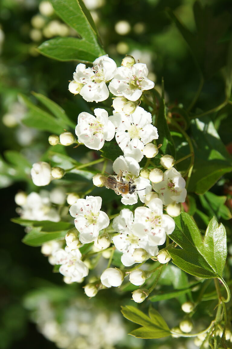 Crataegus prunifolia Insekt