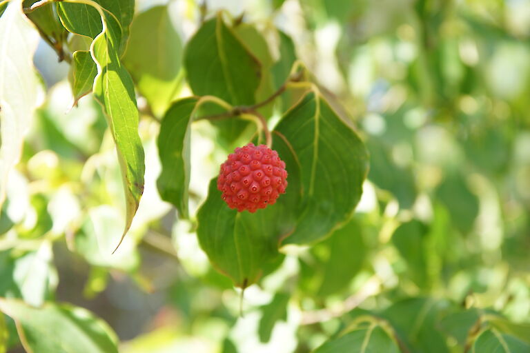 Cornus kousa-var.-chin. 'China Girl'