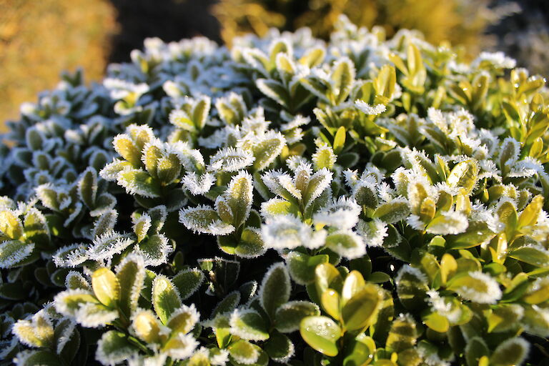 Buxus sempervirens Kugel Winter