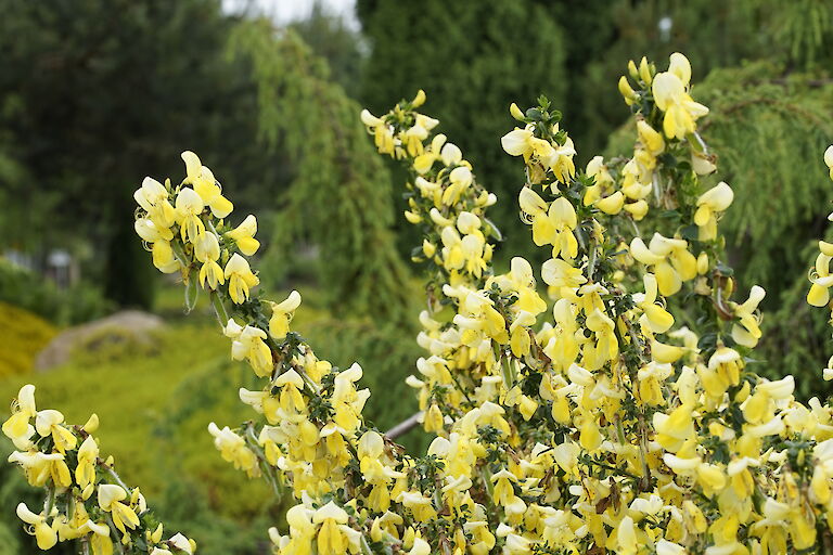 Cytisus