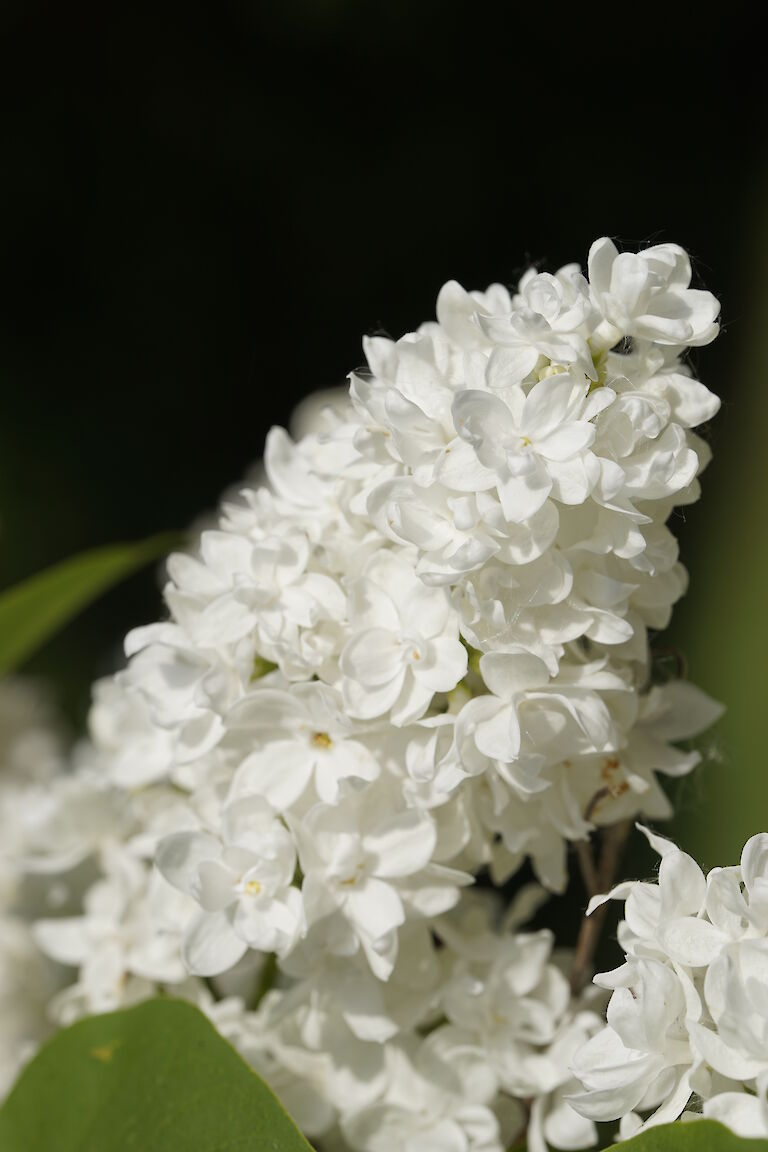 Syringa vulgaris Primrose