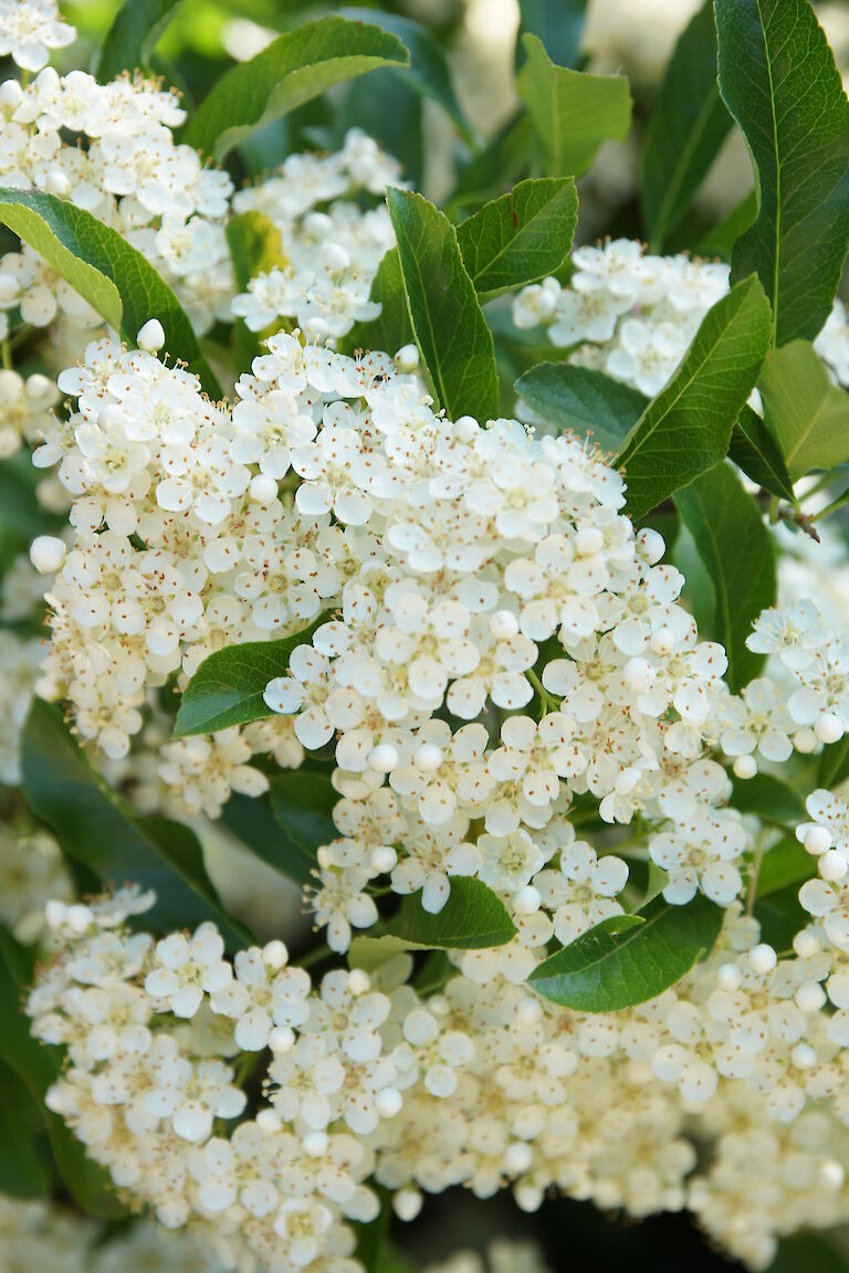 Crataegus crus-galli