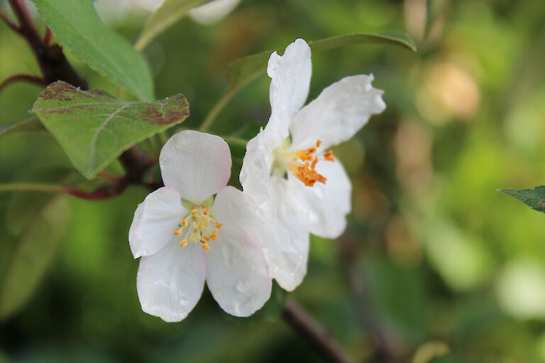 Malus 'Evereste'