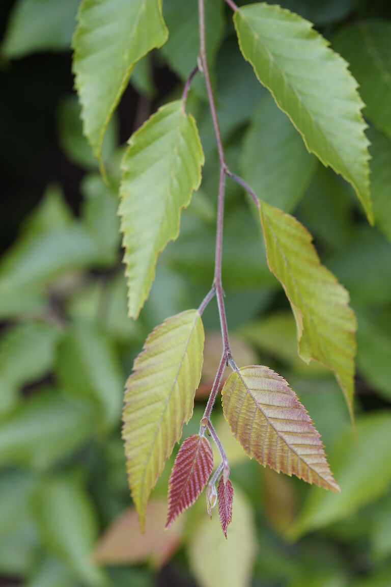 Carpinus henryana