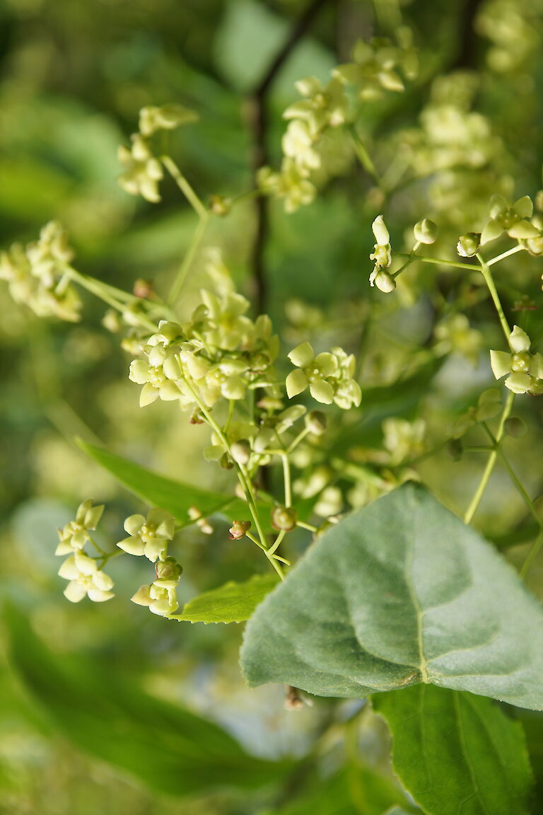 Euonymus planipes