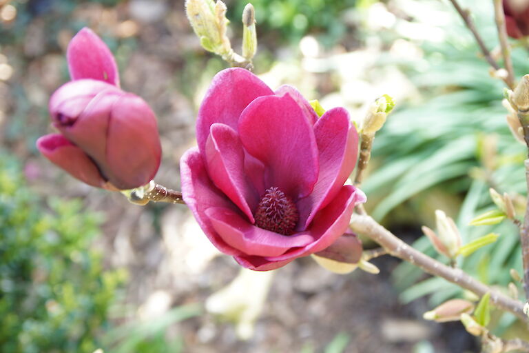 Magnolia 'Genie'