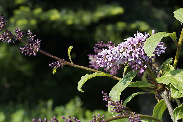 Syringa x prestoniae Nike