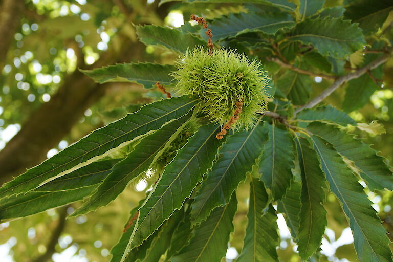 Castanea sativa