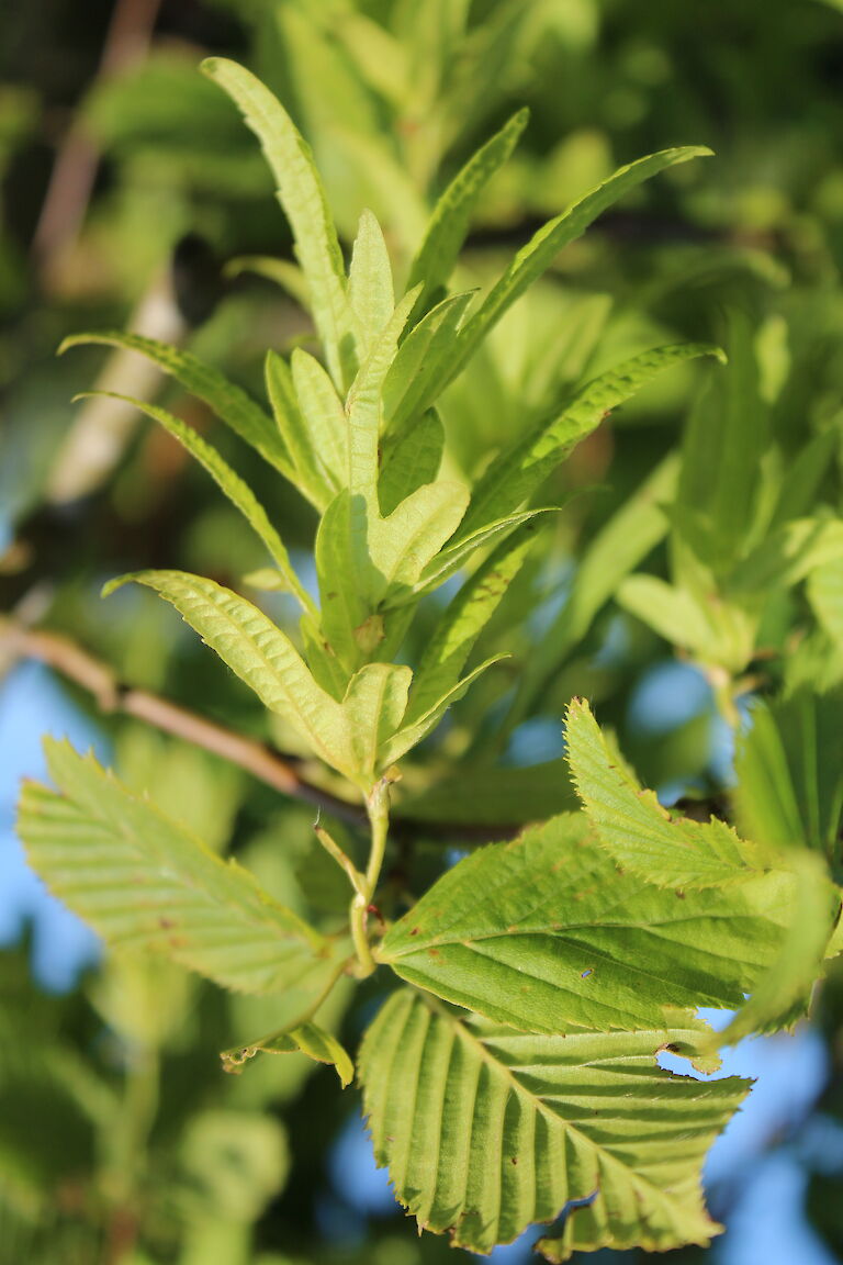 Carpinus betulus 'Pendula'