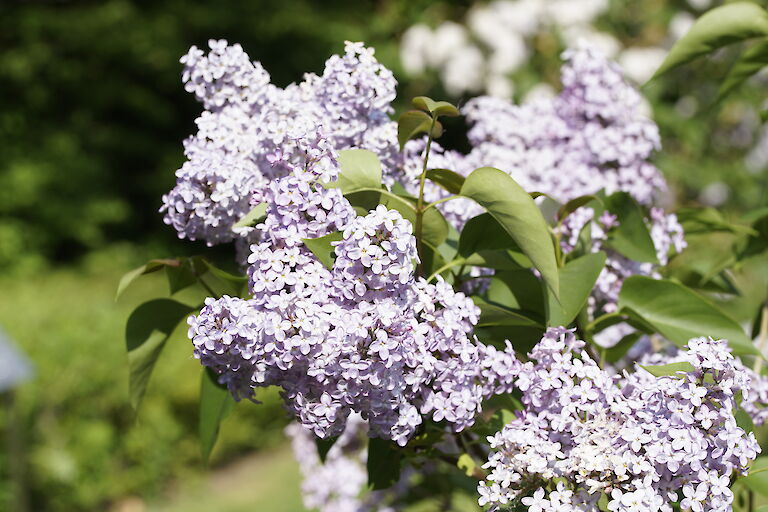 Syringa vulgaris Amethyst