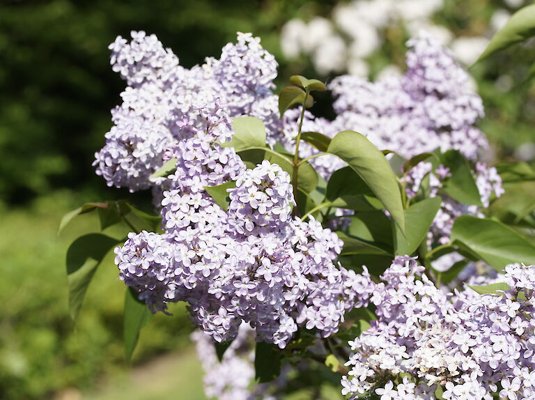 Syringa vulgaris Amethyst