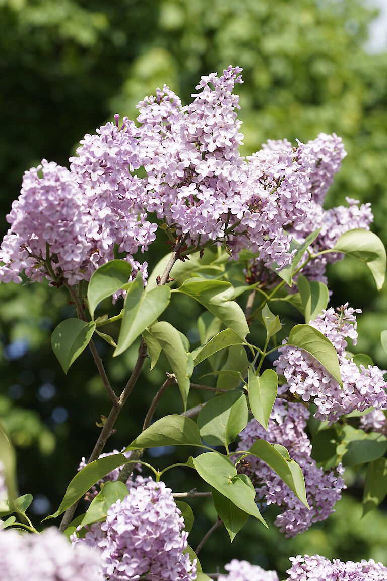 Syringa vulgaris Virginia Becker