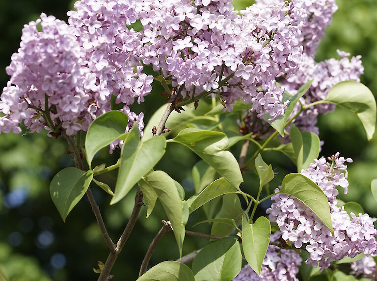 Syringa vulgaris Virginia Becker