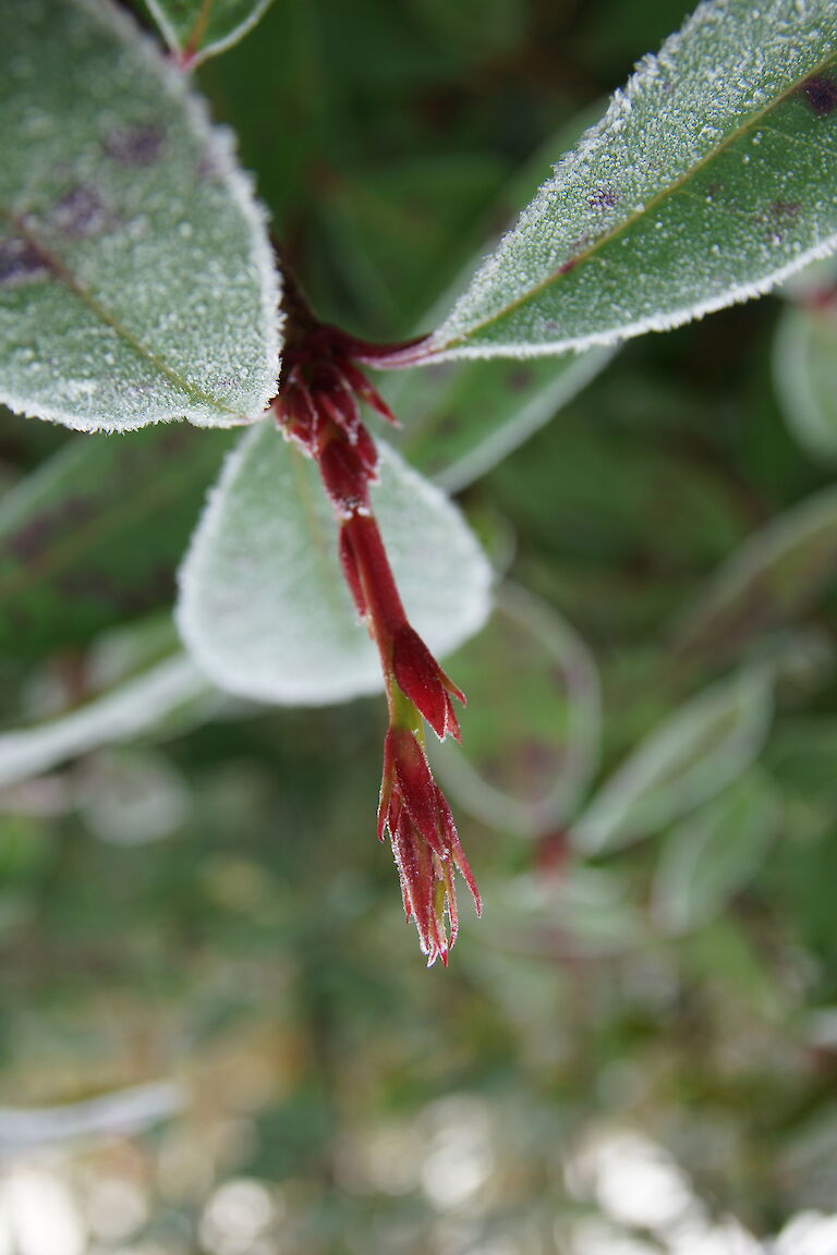 Photinia Winter