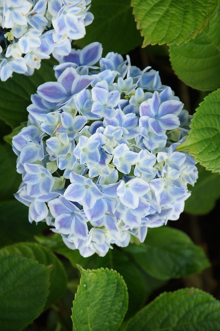 Hydrangea macrophylla 'Forever Peppermint'