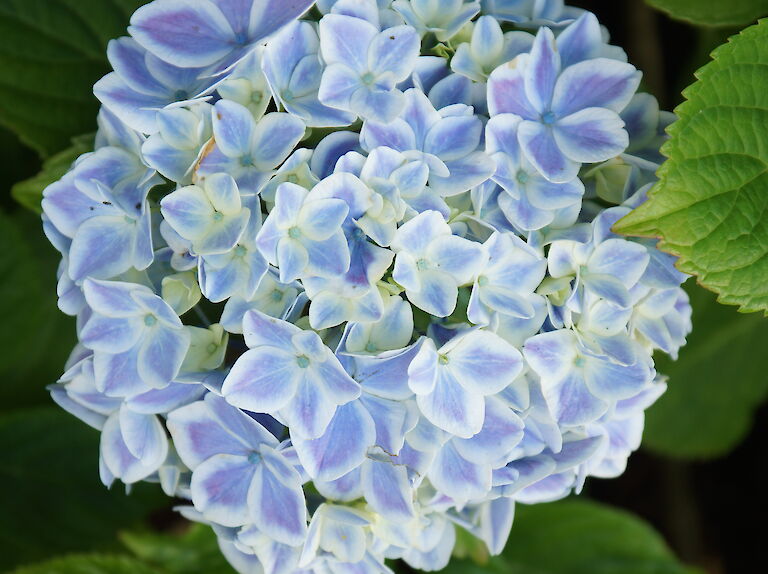 Hydrangea macrophylla 'Forever Peppermint'