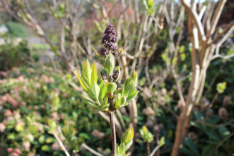 Syringa vulgaris knospig