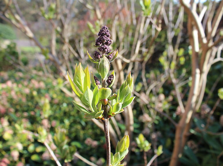 Syringa vulgaris knospig