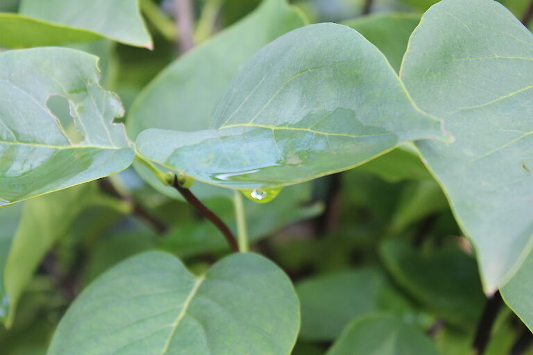 Syringa meyeri 'Palibin'