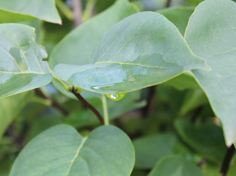 Syringa meyeri 'Palibin'