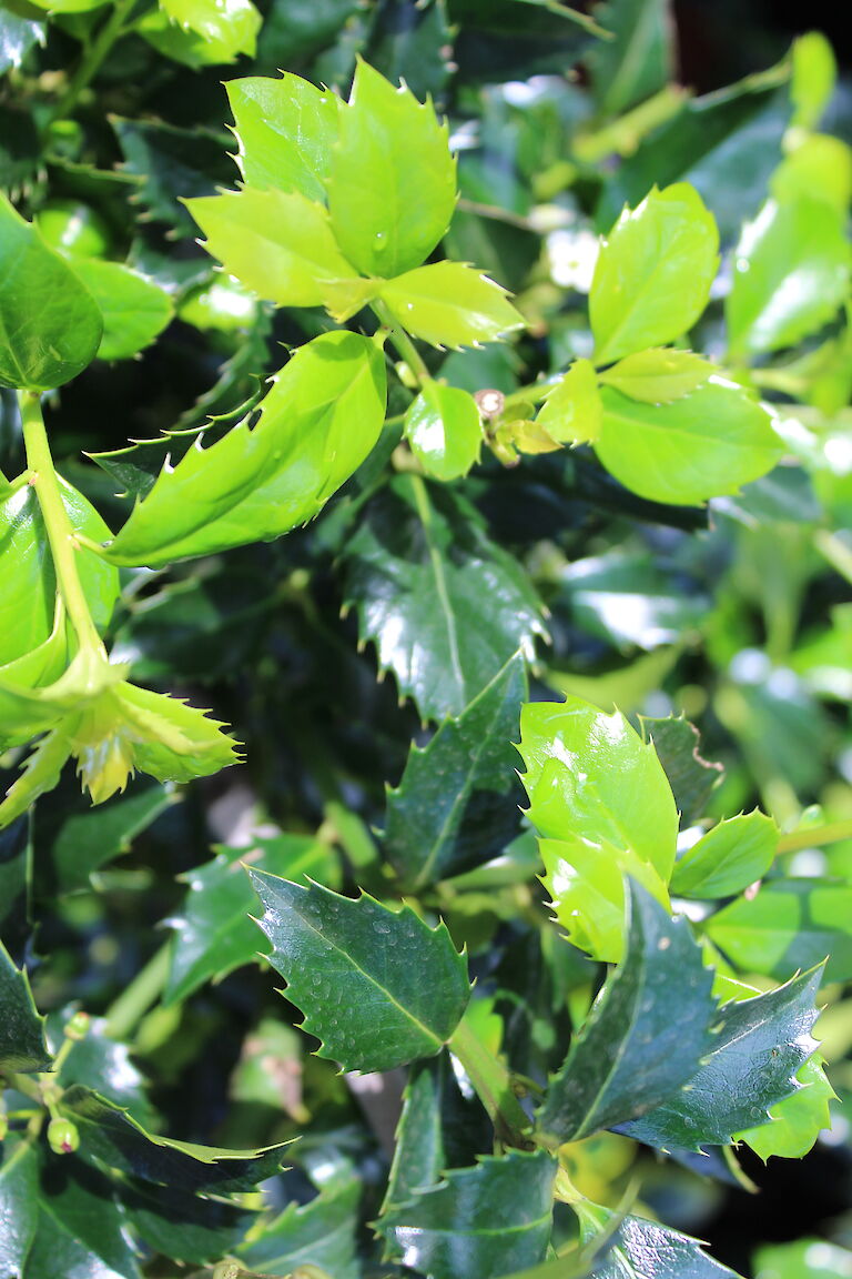 Ilex meserveae 'Blue Euro'