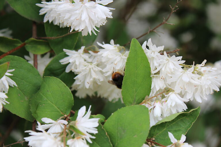 Philadelphus 'Schneesturm'