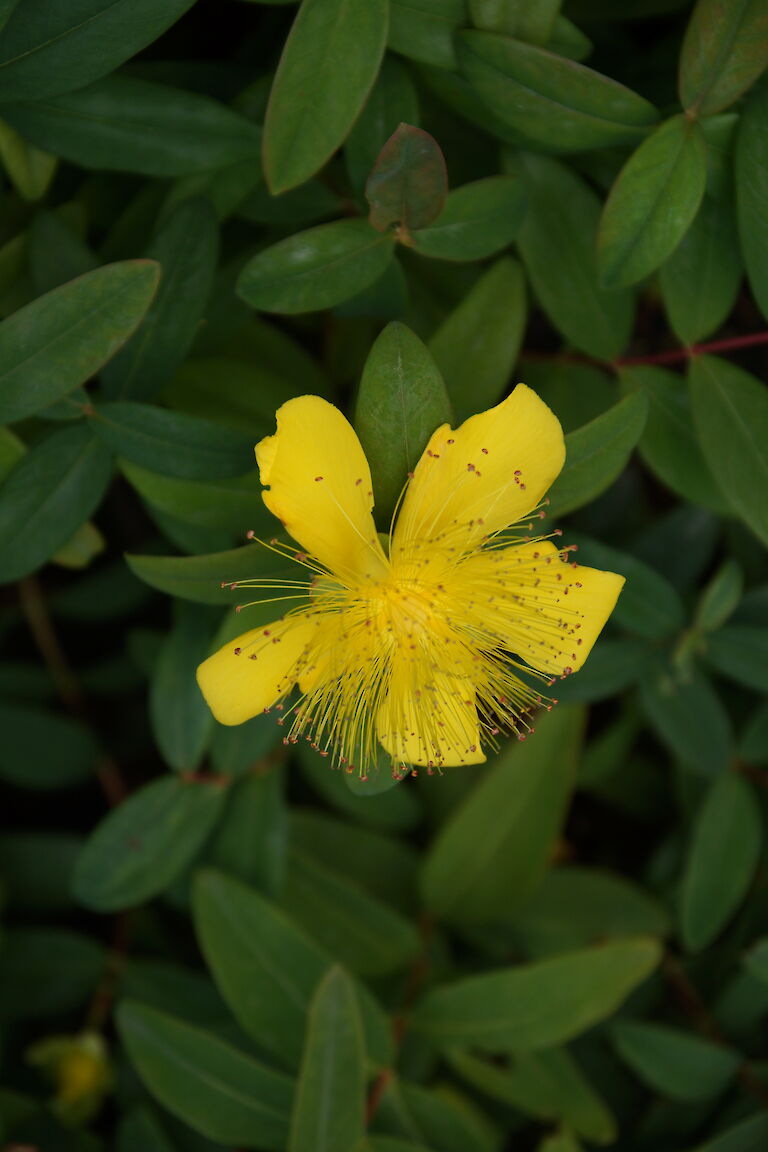 Hypericum calycinum