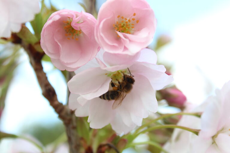 Prunus serrulata Insekt